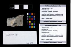 Foto (Objekt + Etikett) von Discutiolira sp.  (NHMW-GEO-1990-0041-2955)